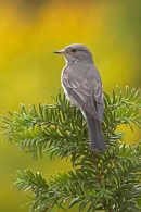 Spotted Flycatcher on yew. Jun '10.