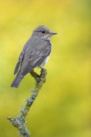 Spotted Flycatcher on lichen twig 3. Jun '10.