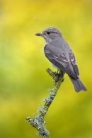 Spotted Flycatcher on lichen twig 1. Jun '10.