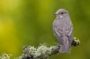Spotted Flycatcher on lichen branch 4. Jun'10.
