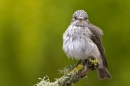 Spotted Flycatcher on lichen branch 1. Jun '10.