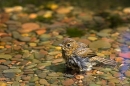 Young Robin in pool. Jul '10.