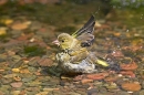 Greenfinch m,bathing. Jul '10.
