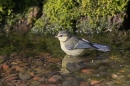 Young Blue Tit and reflection in pool. Jul '10.