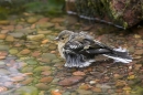 Young Chaffinch,bathing. Jul '10.