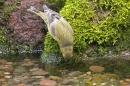 Greenfinch,m drinking. Jul '10.