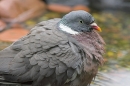 Close up of Wood Pigeon in pool. Jul '10.