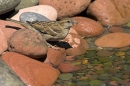 Female House Sparrow,at the pool's edge. Jul '10.