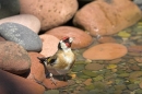 Goldfinch drinking at the side of the pool. Jul '10.