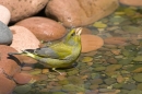 Male Greenfinch in the pool,drinking. Jul '10.