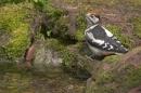 Young G S Woodpecker at the edge of the pool. Jul '10.