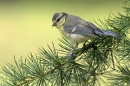 Blue Tit on larch. Jul '10.