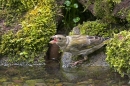 Juv.Greenfinch,showing aggression at poolside. Jul '10.