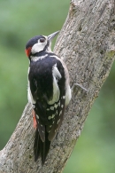 Male G.S.Woodpecker. Aug '10.