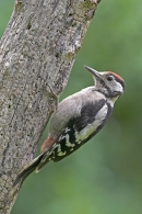 Juv.G.S.Woodpecker 1. Aug '10.