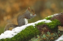 Grey Squirrel on snowy branch.