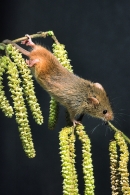 Harvest Mouse on hazel catkins.