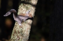 Grey Squirrel,signalling. Feb. '11.