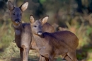 Roe Deer,f and son.Feb.'11.