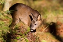 Young Roe Deer,m 2. Feb.,11.