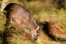 Young Roe Deer,m.Feb.'11.