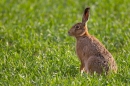 Brown Hare sat in field. Apr. '11.