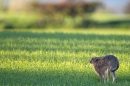 Brown Hare,arching back.Apr. '11.