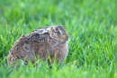 Brown Hare,sat in crop. Apr. '11.