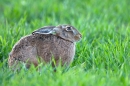 Brown Hare,sat in crop 2. Apr. '11.
