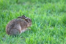 Brown Hare,grooming 2. Apr. '11.