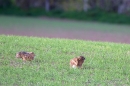 2 Brown Hares. May. '11.