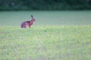 Brown Hare on field ridge. May. '11.