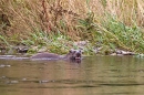 Otter at water's edge 1. Aug. '11.
