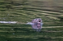 Otter swimming 1. Aug. '11.