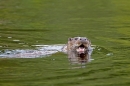 Otter swimming 2. Aug. '11.