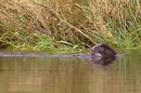 Otter at water's edge 4. Aug. '11.