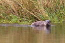 Otter at water's edge 3. Aug. '11.