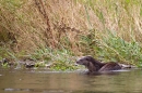 Otter at water's edge 2. Aug. '11.