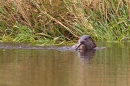 Otter feeding on eel 3. Aug. '11.