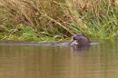 Otter feeding on eel 1. Aug. '11.