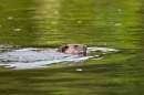 Otter swimming in green 1. Aug. '11.