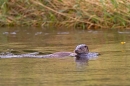 Otter swimming 3. Aug. '11.