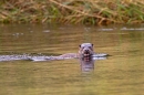 Otter swimming and posing 1. Aug. '11.