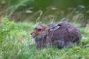 Mountain Hare lying on grass. Sept. '11.
