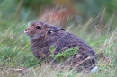 Mountain Hare sitting in grasses,in the rain. Sept. '11.