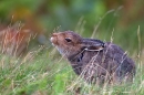 Mountain Hare feeding on grass seed,in the rain 2. Sept.'11.