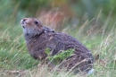 Mountain Hare feeding on grass seed,in the rain 1. Sept.'11.