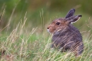 Mountain Hare sat in grasses,in the rain. Sept. '11.