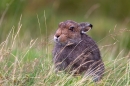 Mountain Hare sat facing,in grasses. Sept. '11.