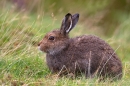 Mountain Hare sat on grass. Sept. '11.